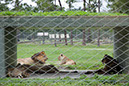 125_leijonat_Lion_Country_Safari